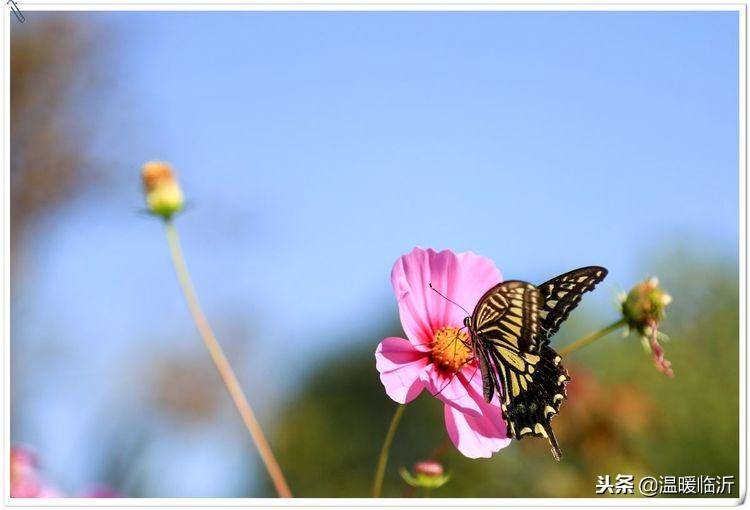 昆虫备忘录怎么写蝴蝶(仿写昆虫备忘录蝴蝶)