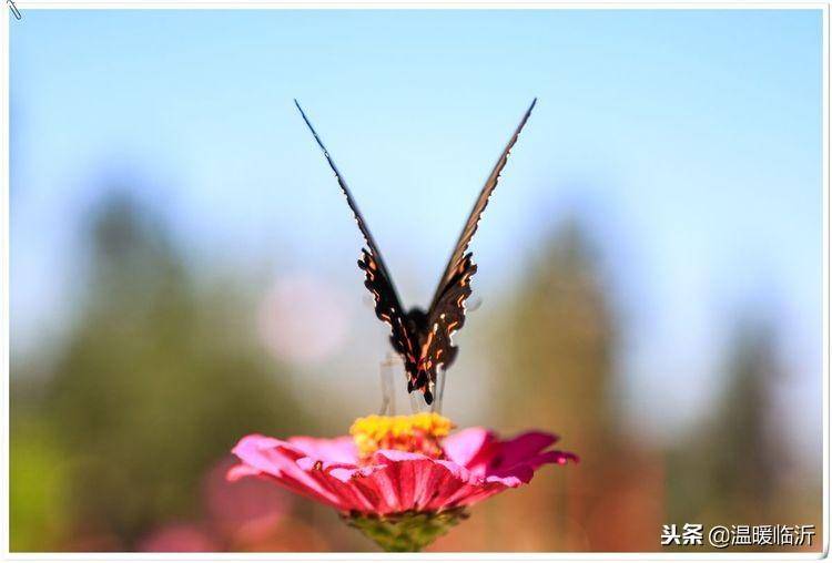 昆虫备忘录怎么写蝴蝶(仿写昆虫备忘录蝴蝶)