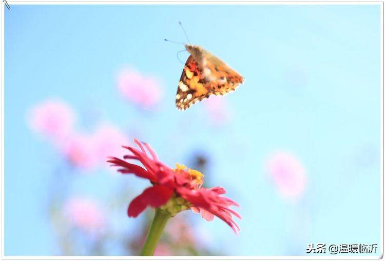 昆虫备忘录怎么写蝴蝶(仿写昆虫备忘录蝴蝶)