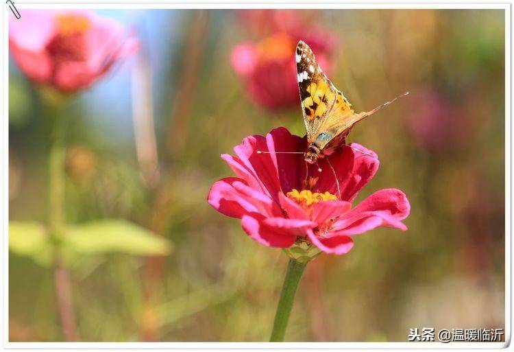 昆虫备忘录怎么写蝴蝶(仿写昆虫备忘录蝴蝶)