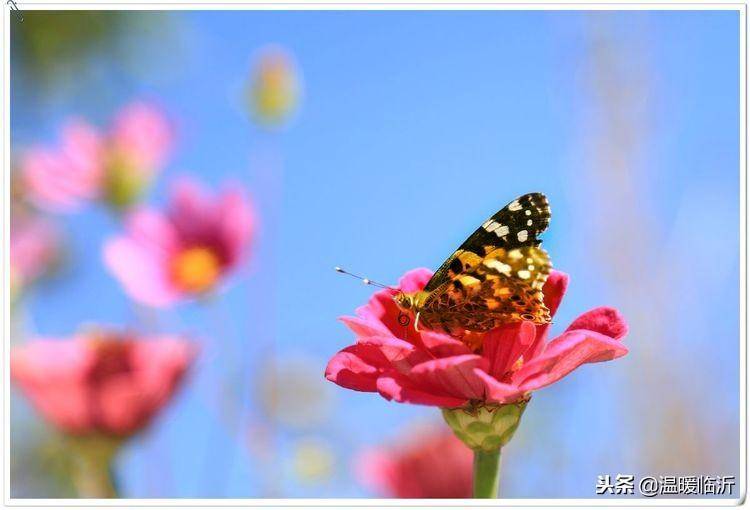 昆虫备忘录怎么写蝴蝶(仿写昆虫备忘录蝴蝶)