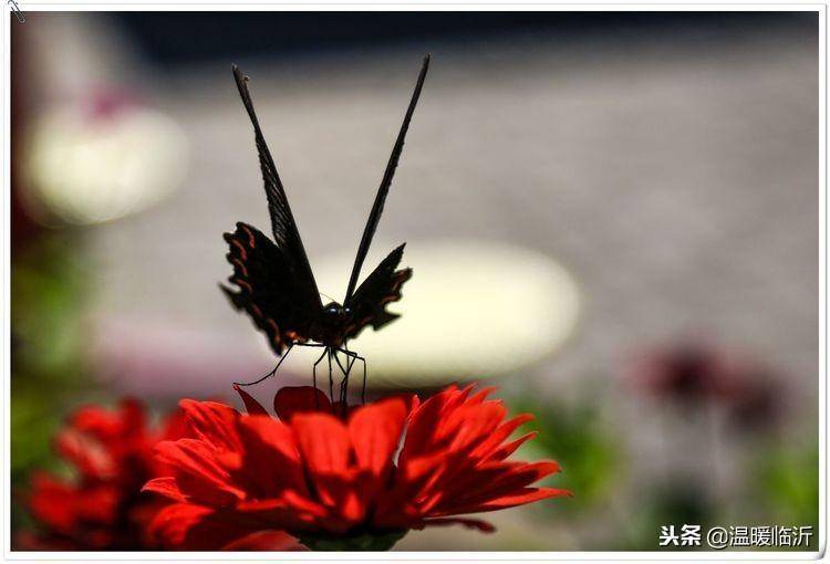 昆虫备忘录怎么写蝴蝶(仿写昆虫备忘录蝴蝶)