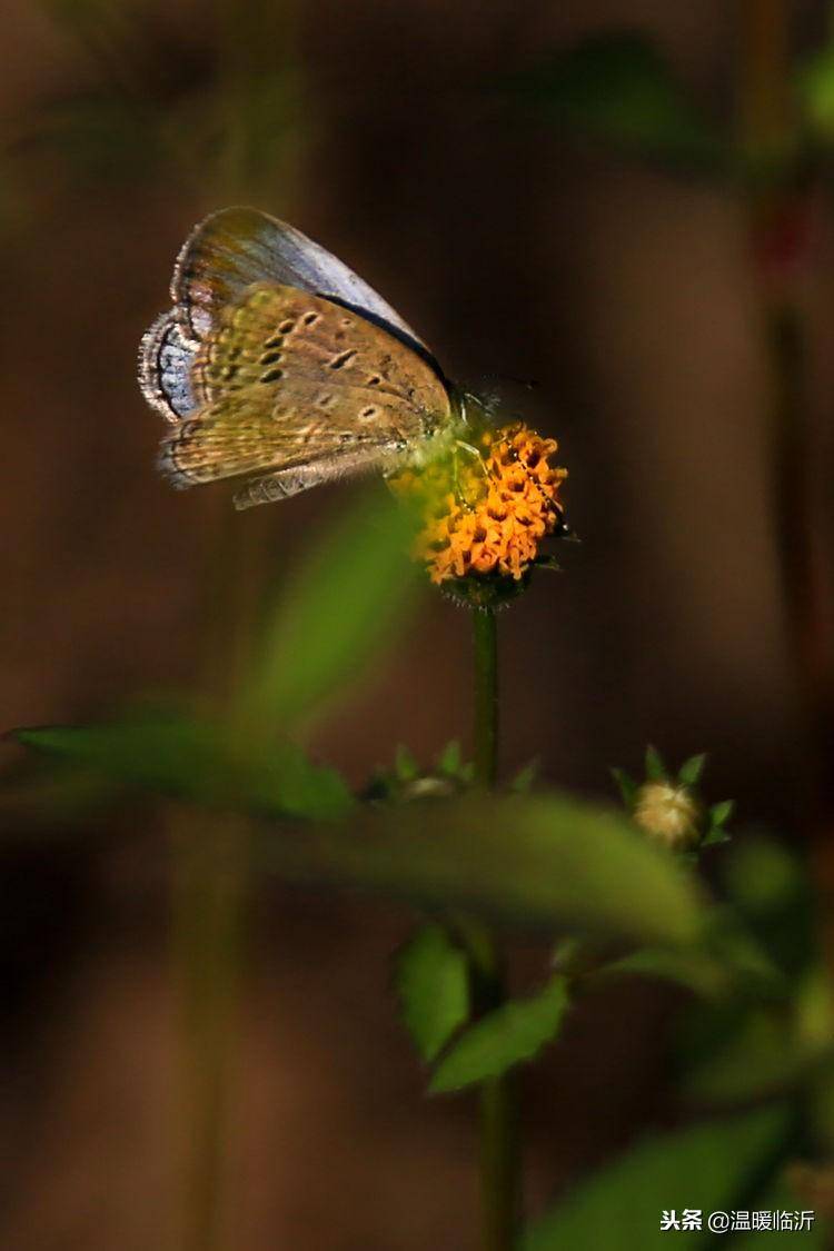 昆虫备忘录怎么写蝴蝶(仿写昆虫备忘录蝴蝶)