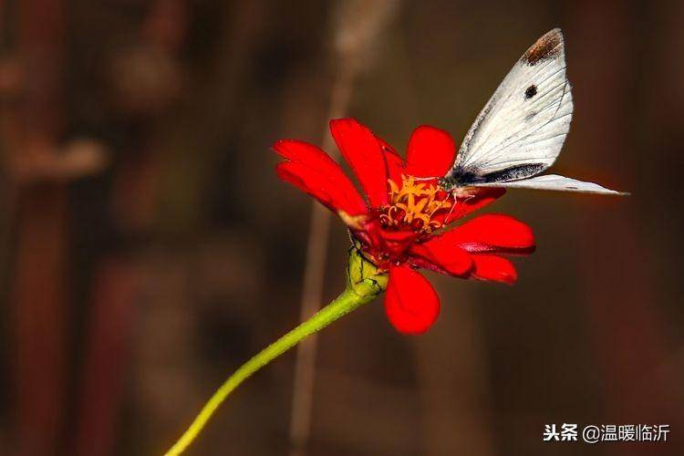 昆虫备忘录怎么写蝴蝶(仿写昆虫备忘录蝴蝶)