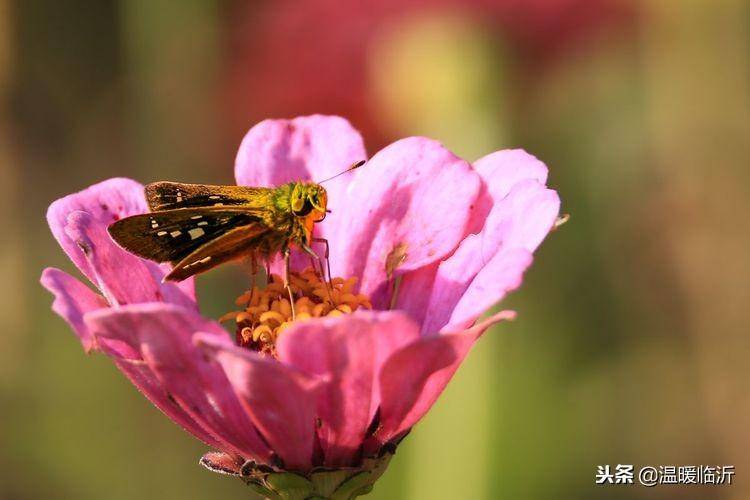 昆虫备忘录怎么写蝴蝶(仿写昆虫备忘录蝴蝶)