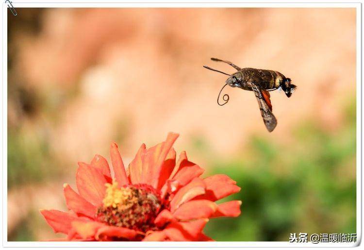 昆虫备忘录怎么写蝴蝶(仿写昆虫备忘录蝴蝶)