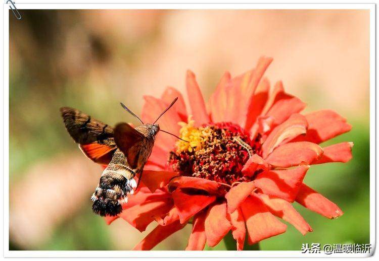 昆虫备忘录怎么写蝴蝶(仿写昆虫备忘录蝴蝶)