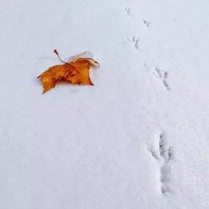 飞鸿踏雪泥比喻什么(飞鸿踏雪的寓意和象征)