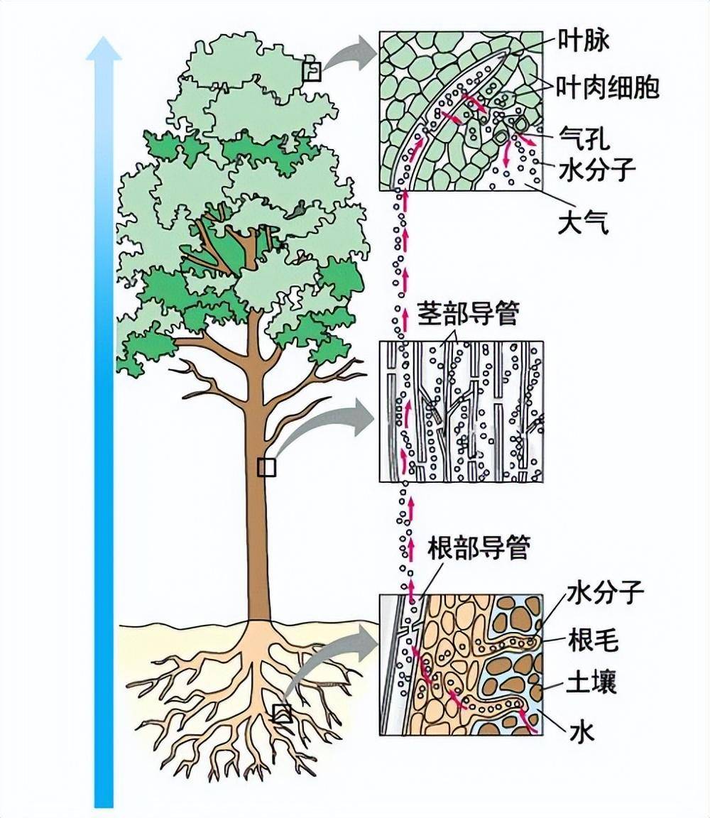 植物的蒸腾作用是什么意思(蒸腾作用的三个意义是什么)