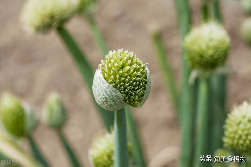 大葱花苞可以吃吗(葱花和大葱是一样的吗)