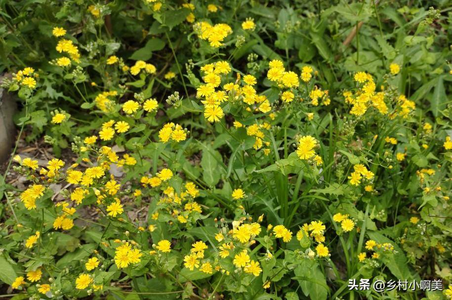 野芥菜图片长什么样(芥菜的功效和作用)