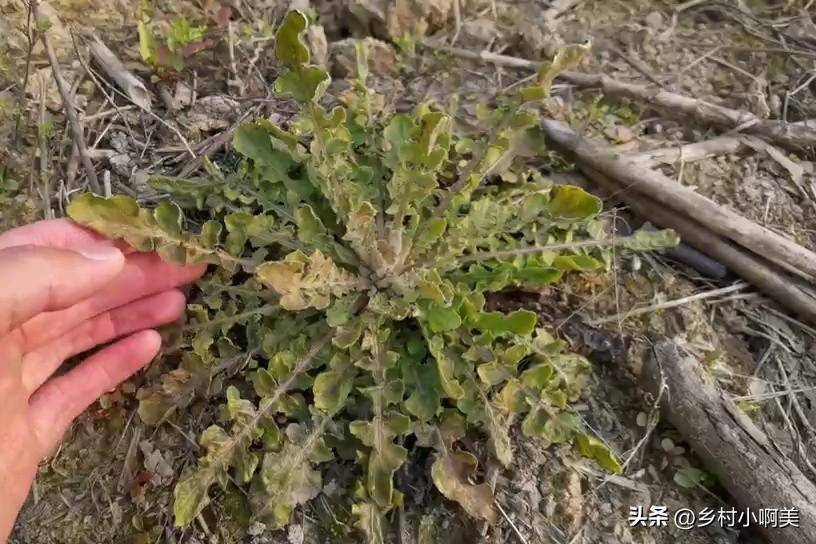 野芥菜图片长什么样(芥菜的功效和作用)