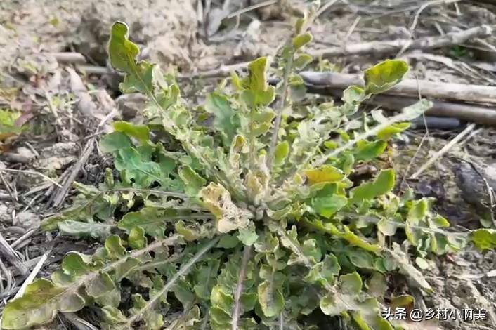 野芥菜图片长什么样(芥菜的功效和作用)