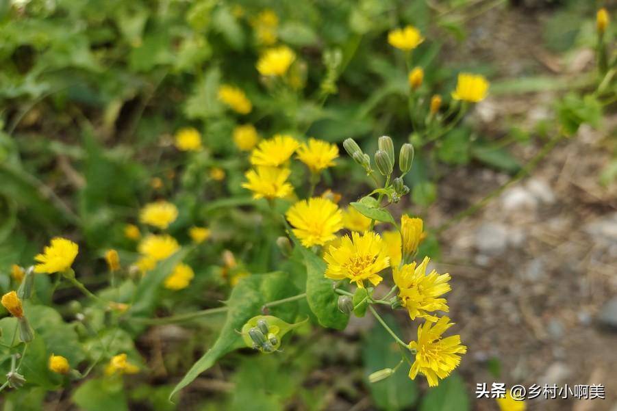 野芥菜图片长什么样(芥菜的功效和作用)