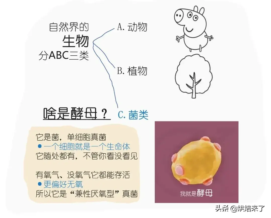 发酵粉的成分是什么(面包发酵粉的主要成分)