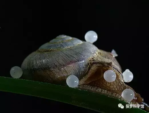 蜗牛是哺乳动物吗(蜗牛属于哪一类动物)