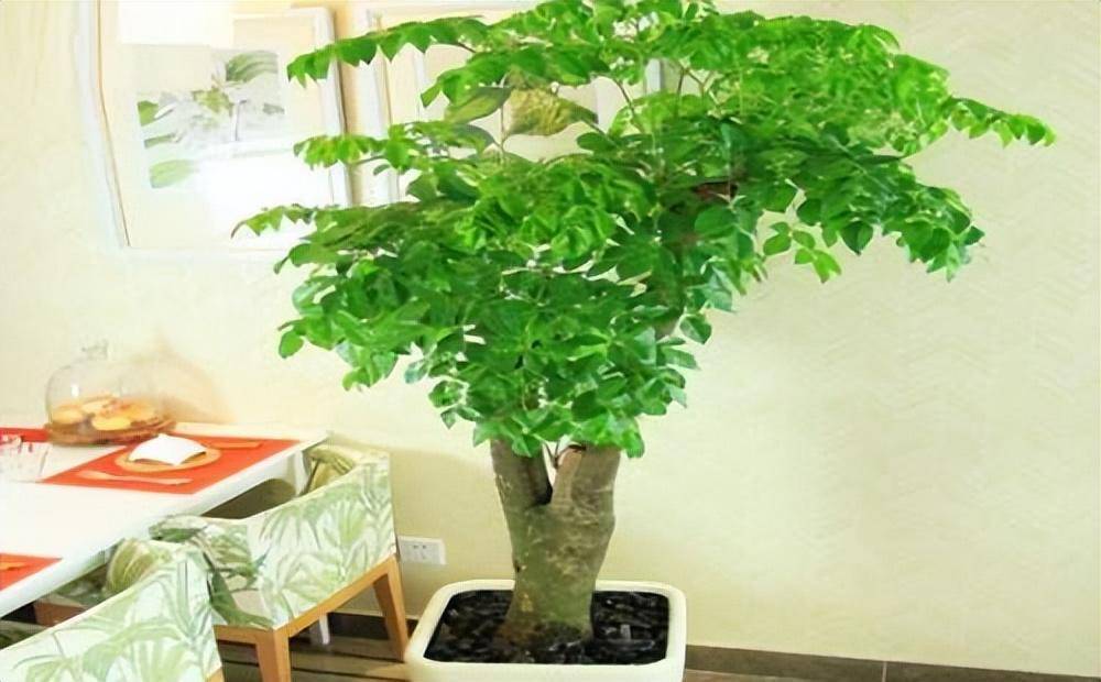 木本植物有哪些(什么木本植物好养)