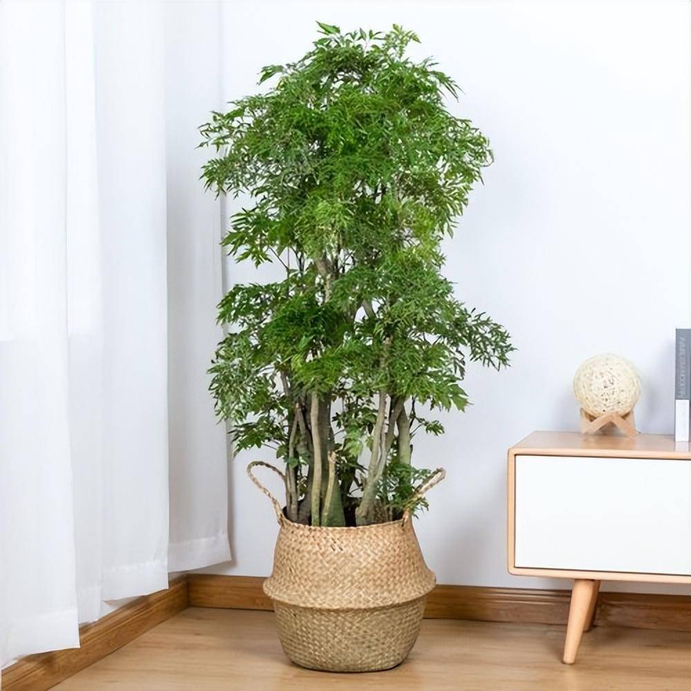 木本植物有哪些(什么木本植物好养)