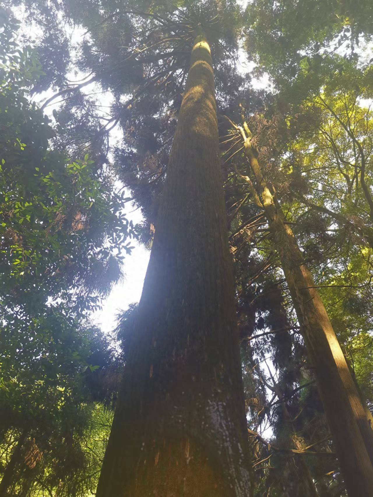 成都到青城山一日游最佳方案(青城山有哪些好玩的地方)