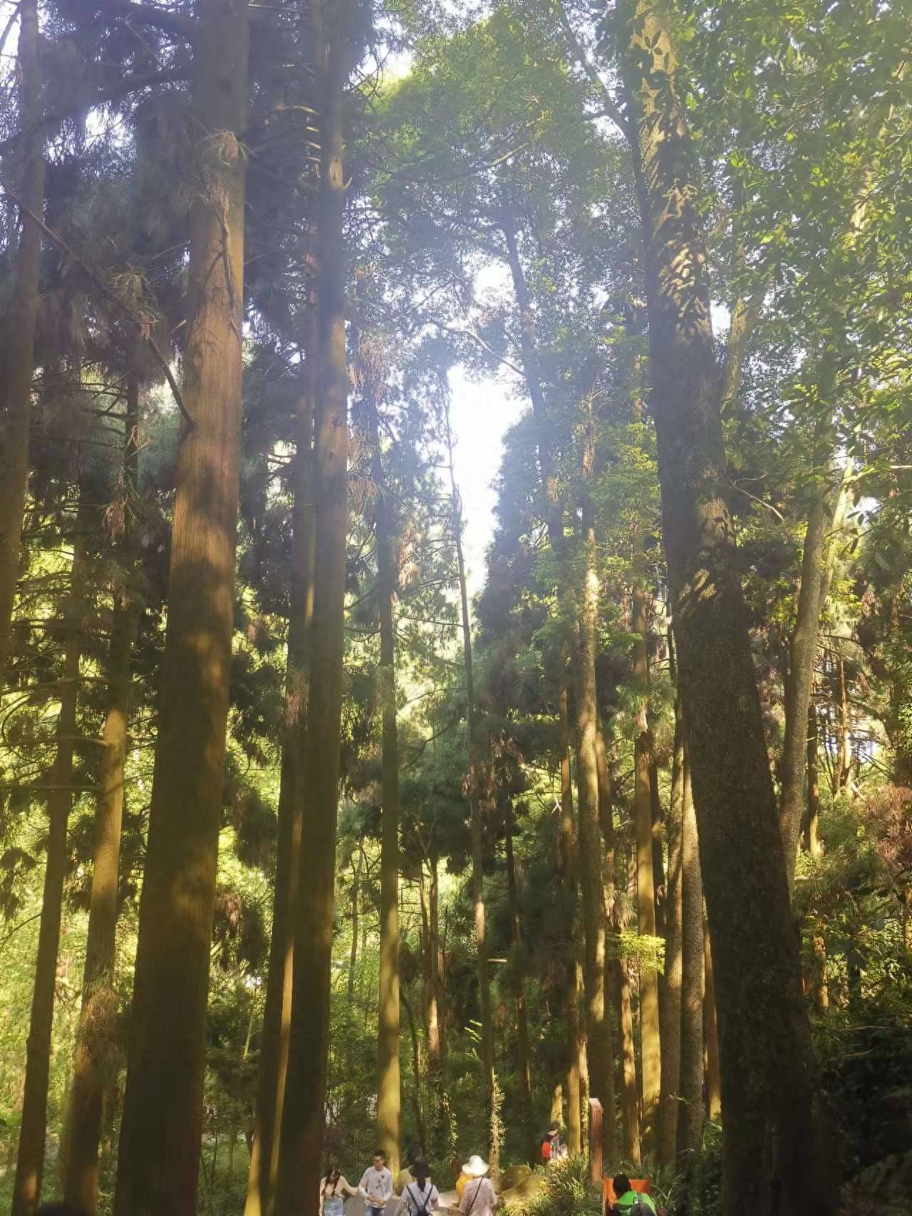 成都到青城山一日游最佳方案(青城山有哪些好玩的地方)