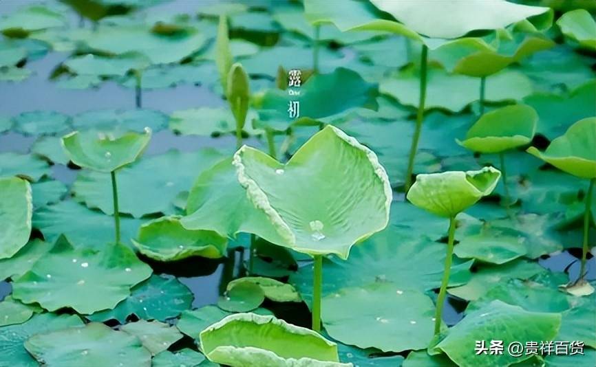 初夏是几月份(初夏是哪天)