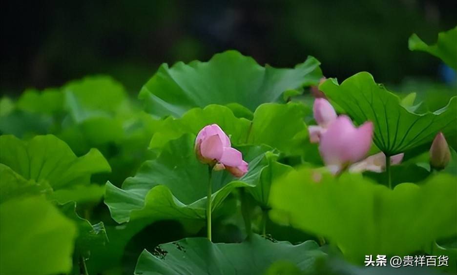 初夏是几月份(初夏是哪天)