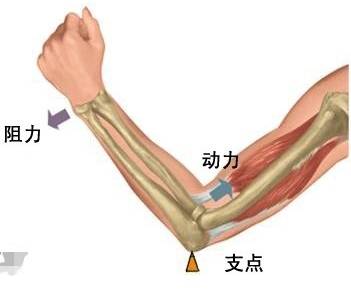 阻力臂和动力臂讲解(手臂是省力杠杆还是费力杠杆)