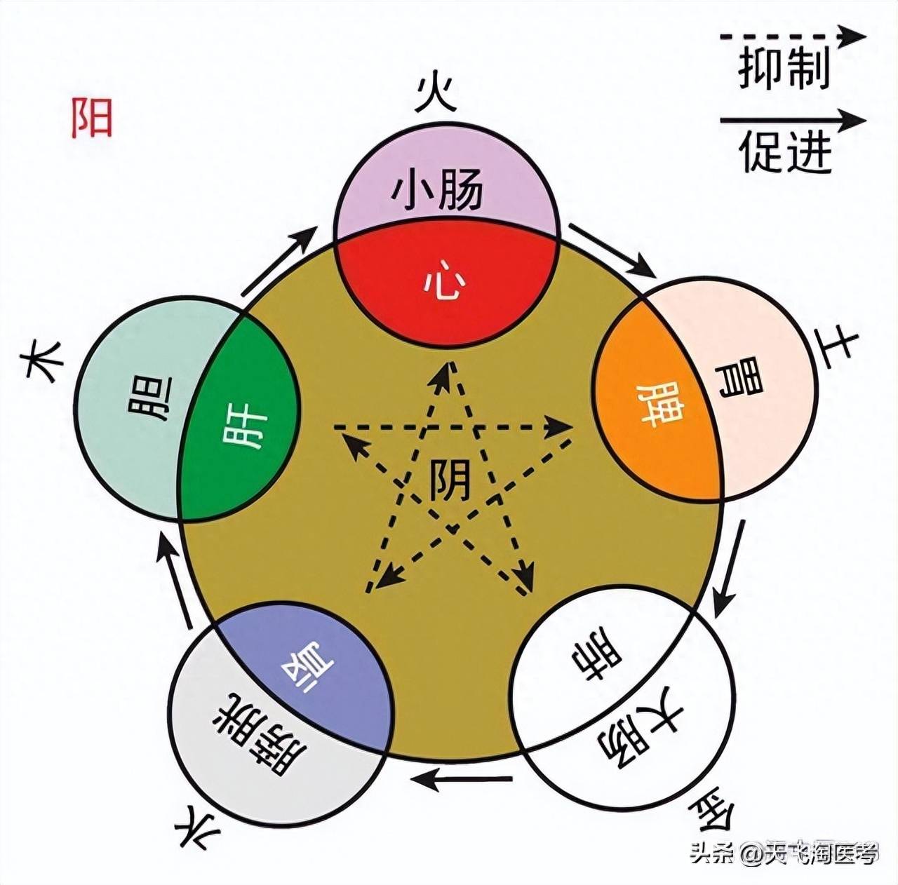 心字到底五行属火还是金(中医五行五脏小知识)