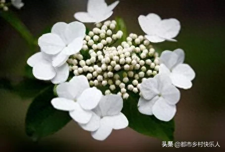 昙花一现的意思解释是什么(昙花一现是指的什么)