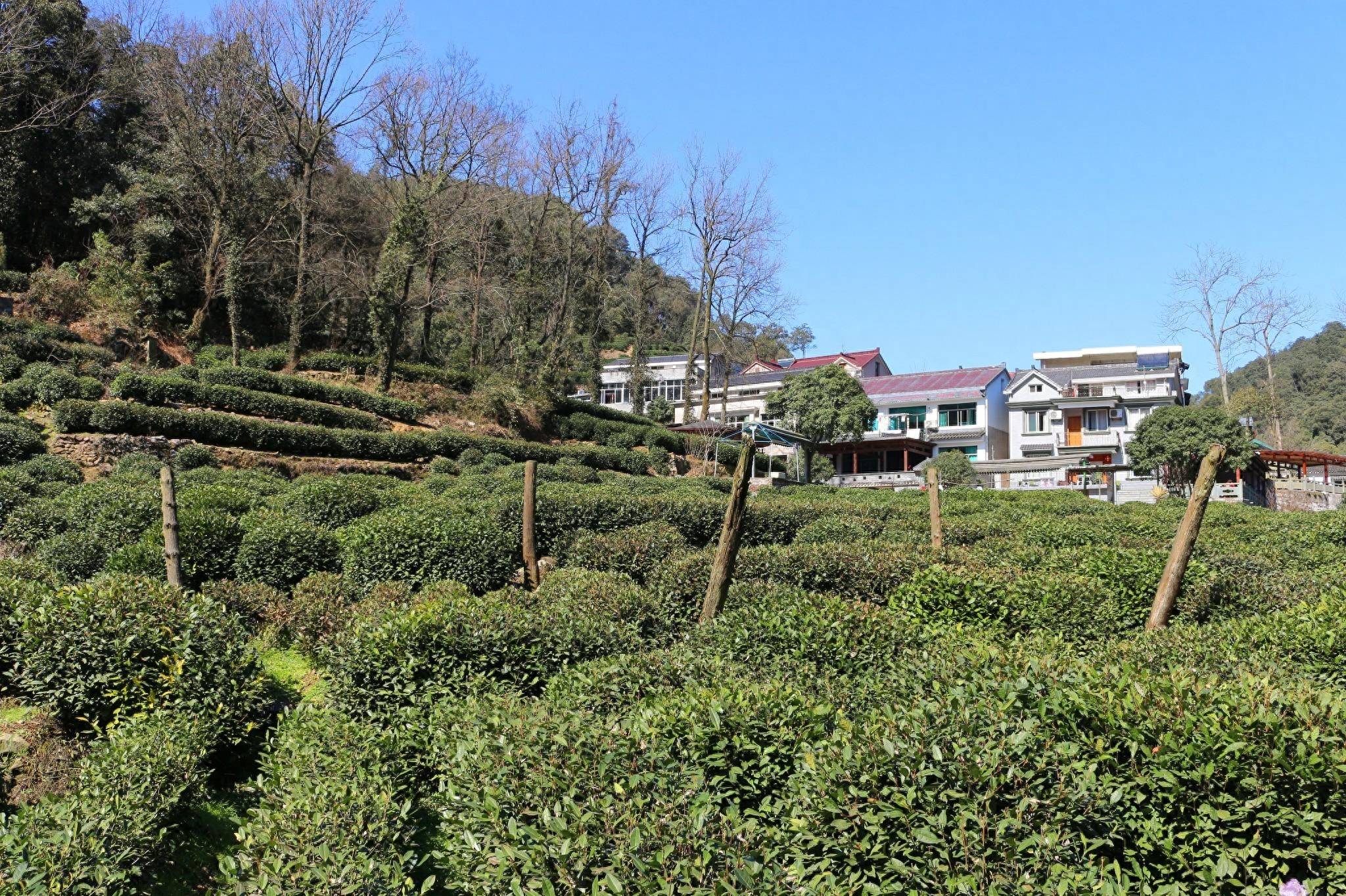 西湖十景是哪10景(杭州著名旅游景点有哪些)