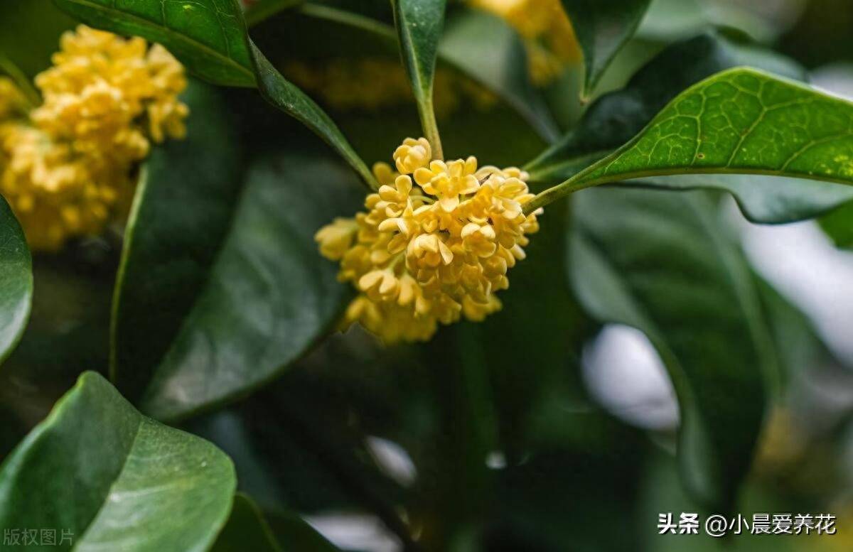 桂花树怎么养才能长得旺盛(如何养护桂花)