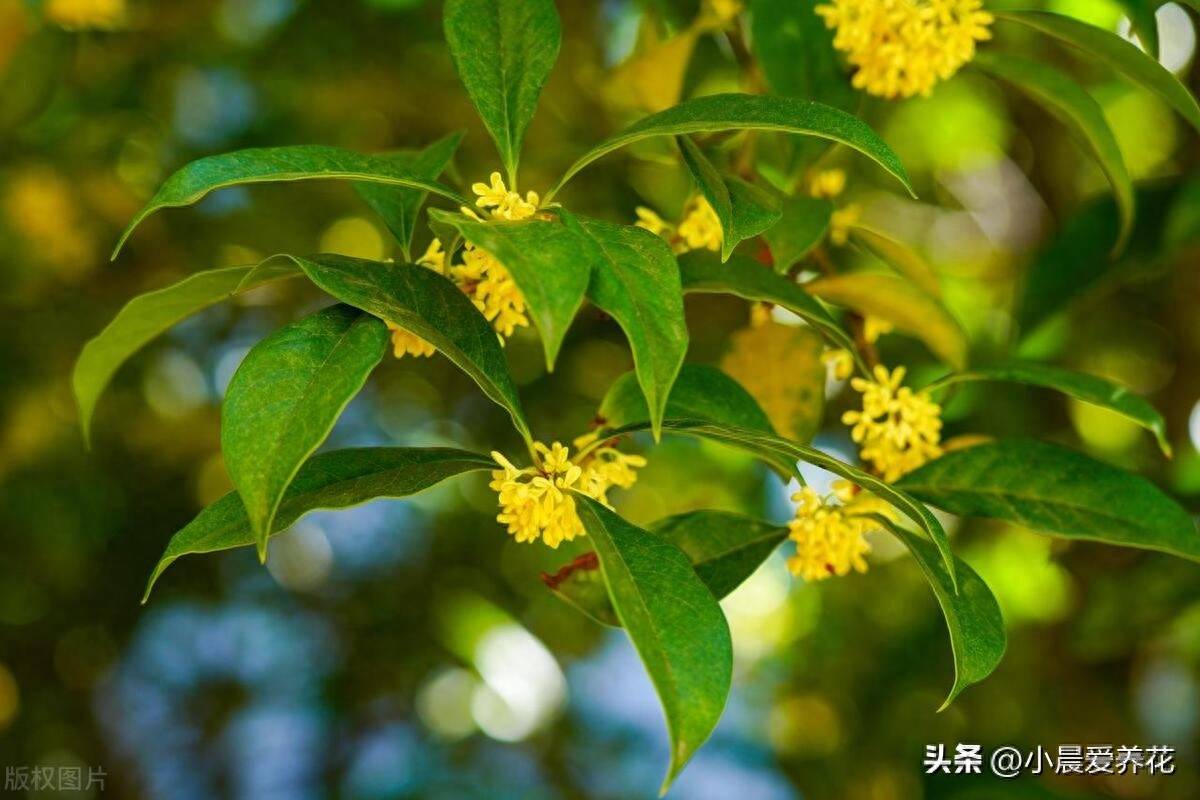 桂花树怎么养才能长得旺盛(如何养护桂花)