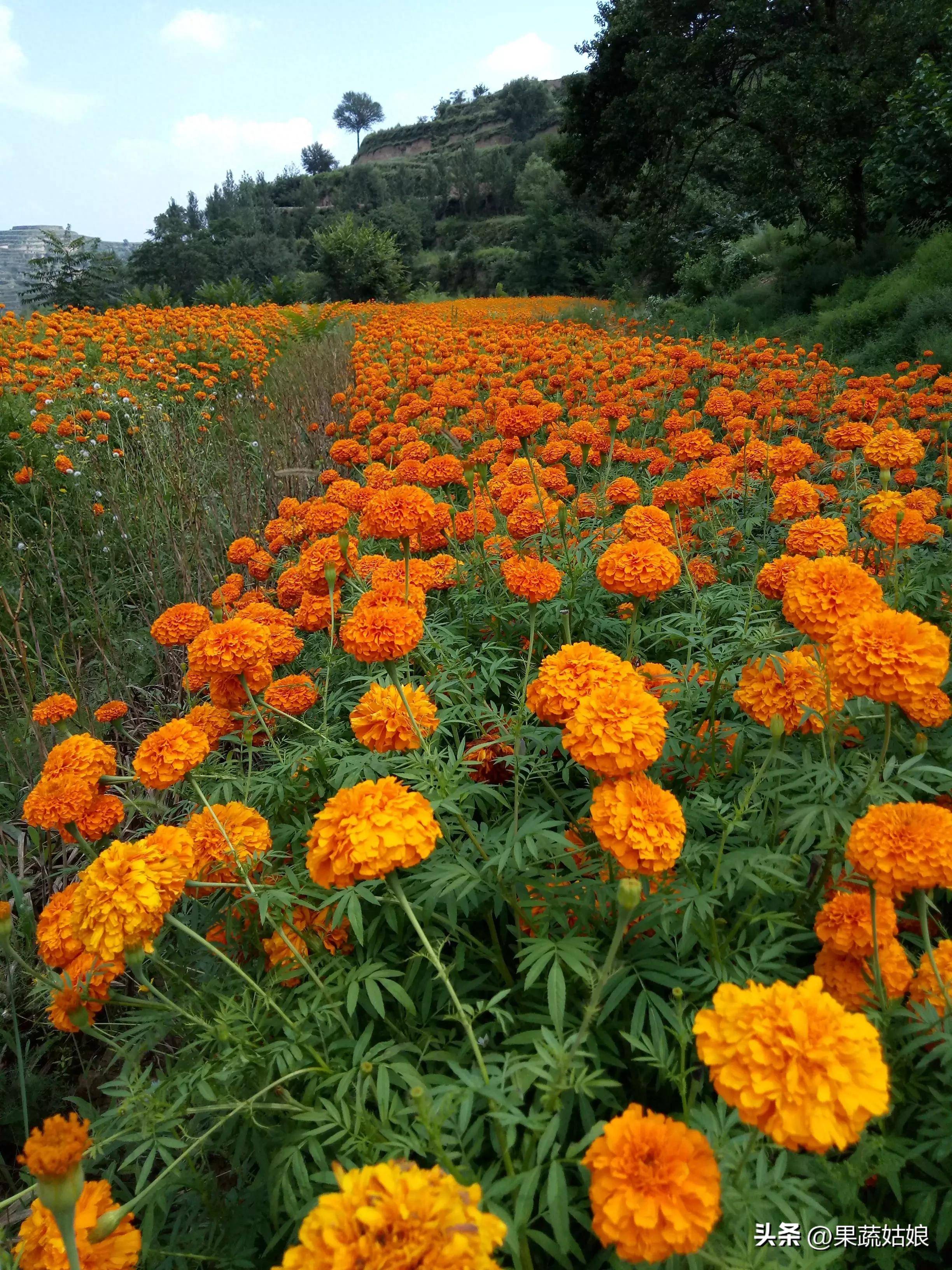 一年生花卉有哪些(很好看的十种一年生花卉)