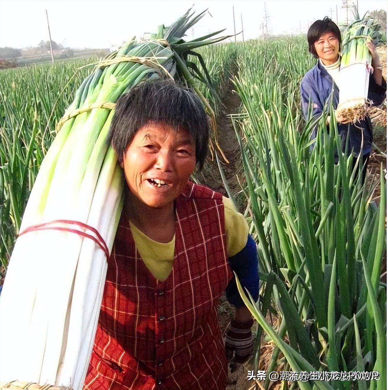 山东特产前十名排行榜(山东不容错过的十大特产)