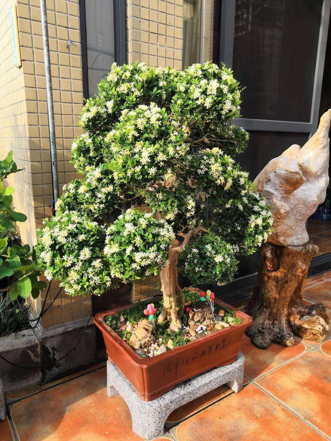 室内盆景植物大全(适合室内养的小盆绿植)