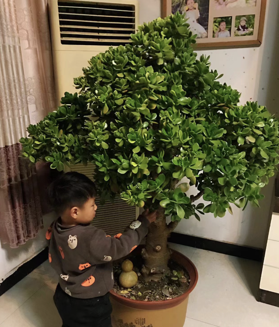 室内盆景植物大全(适合室内养的小盆绿植)