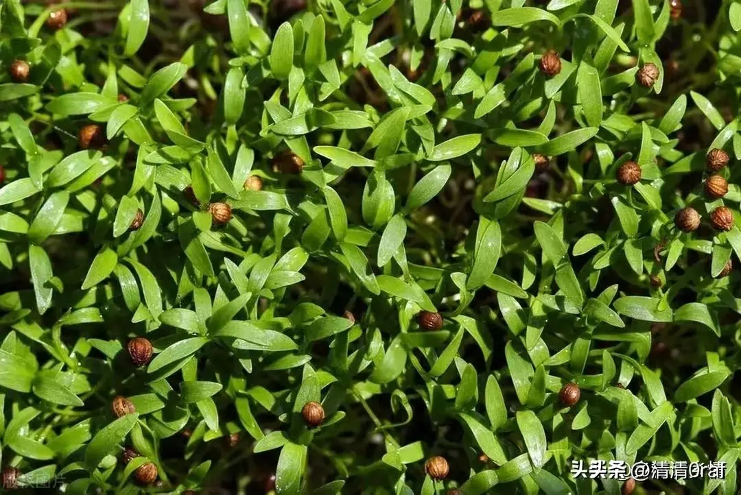 种子怎么培育发芽(种子催芽方法五种方法)