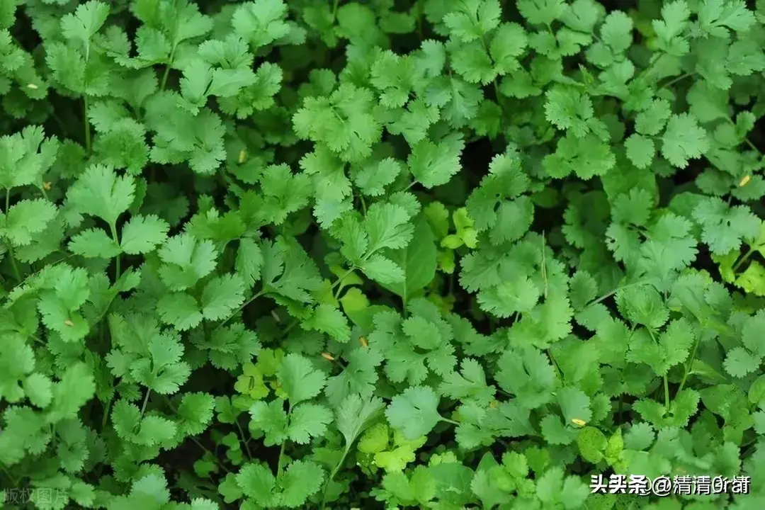 种子怎么培育发芽(种子催芽方法五种方法)