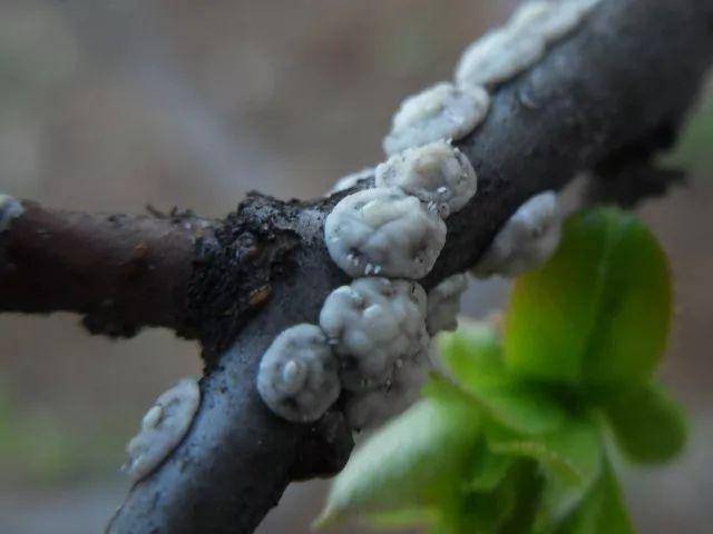 葡萄的功效和作用(吃葡萄的十大好处)