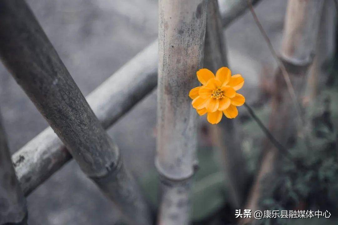 含有菊花的诗句有什么(写菊花最美的10首诗词)