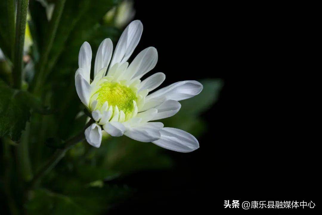 含有菊花的诗句有什么(写菊花最美的10首诗词)