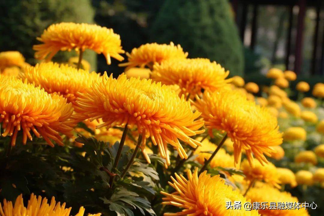 含有菊花的诗句有什么(写菊花最美的10首诗词)