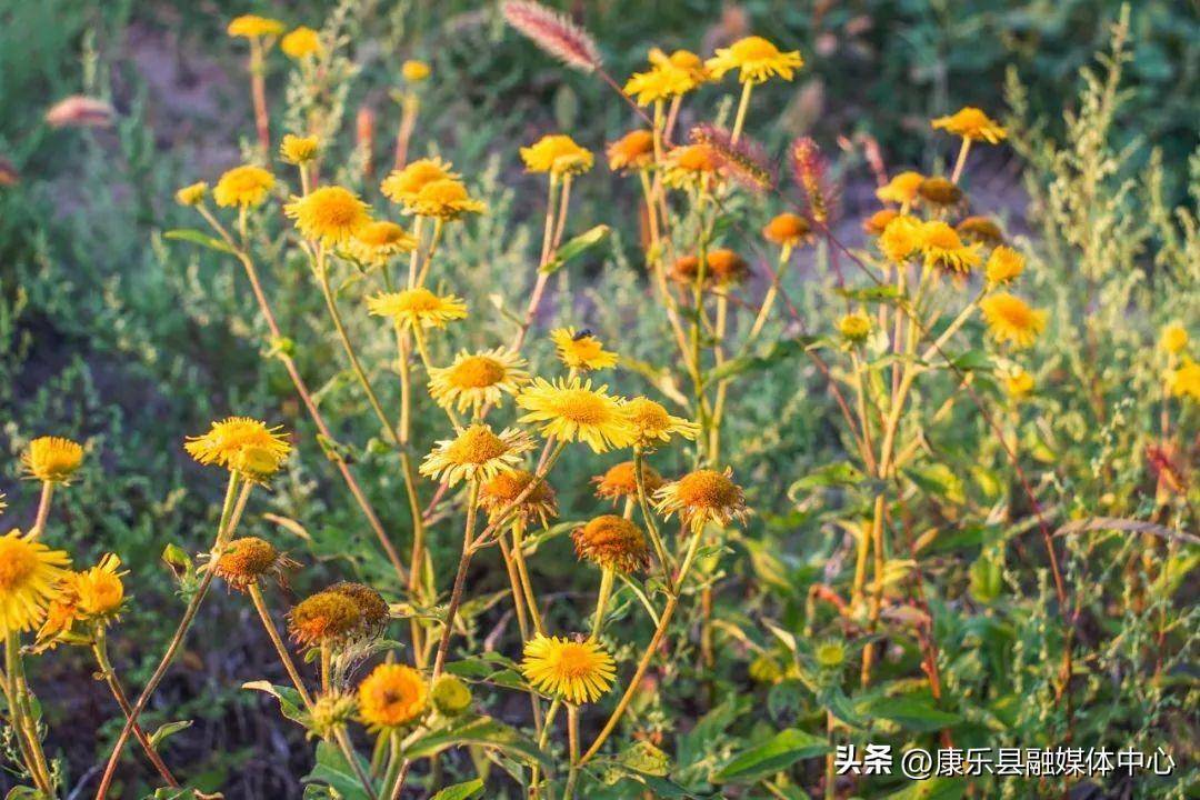 含有菊花的诗句有什么(写菊花最美的10首诗词)