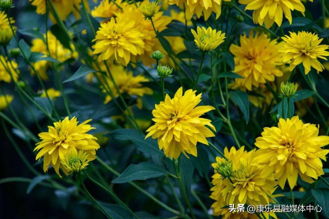 含有菊花的诗句有什么(写菊花最美的10首诗词)