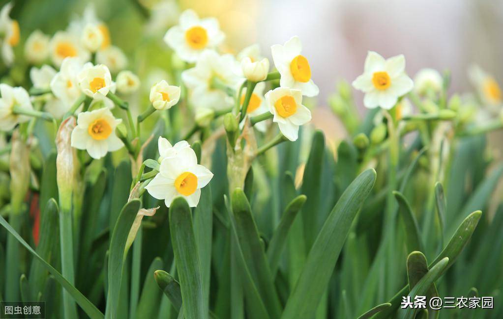 水仙花的养殖方法是什么(水仙花的养殖方法及养护要点)