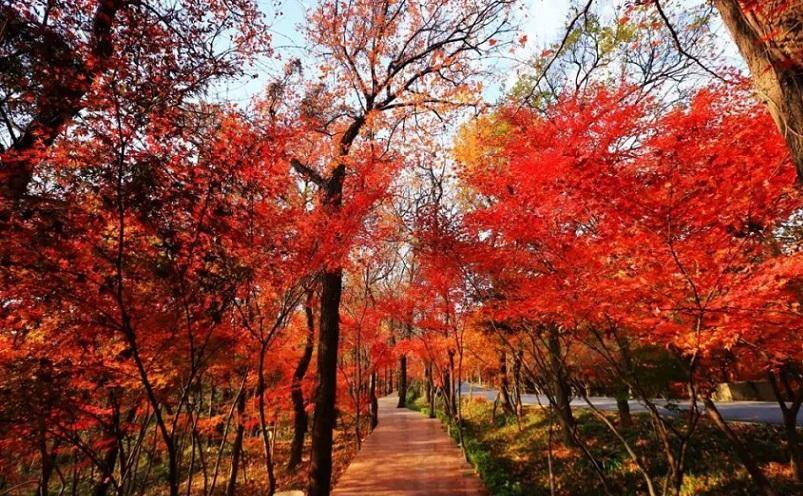 南京旅游必去的景点攻略(南京十大必玩景点)