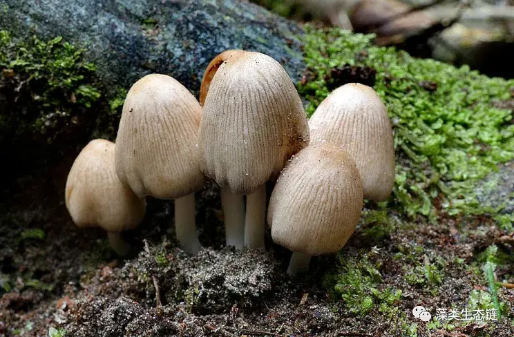 原核生物和真核生物区别(原核生物重复序列多吗)