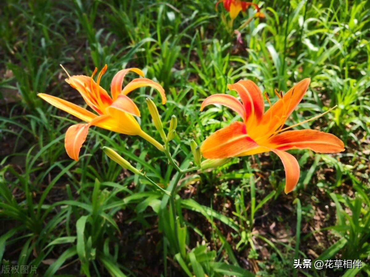 母亲节送什么鲜花(母亲节适合送给妈妈的花)