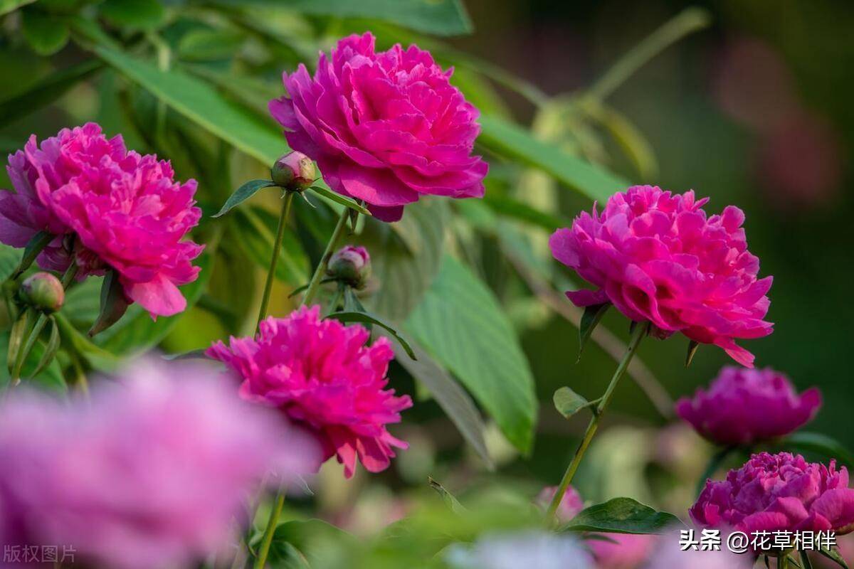 母亲节送什么鲜花(母亲节适合送给妈妈的花)