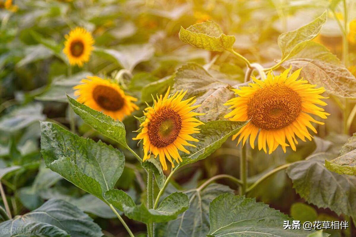 母亲节送什么鲜花(母亲节适合送给妈妈的花)